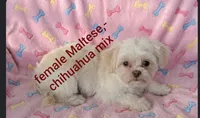 REDUCED Gabby, a female Chihuahua and Maltese for sale in Toledo, OH – 1 of 2