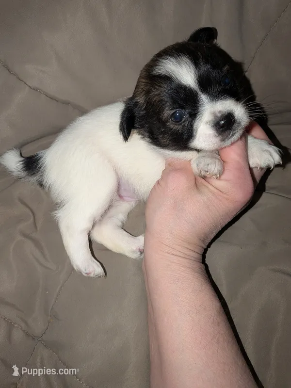 Pepper  – Chihuahua puppy for sale in Toledo, OH