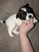 Pepper , a female Chihuahua for sale in Toledo, OH – 1 of 1