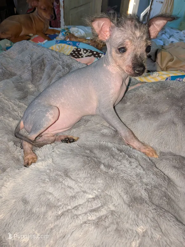 REDUCED EXHO – Chihuahua, Chinese Crested puppy for sale in Toledo, OH