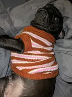Mario , a male Pug for sale in Toledo, OH – 3 of 3