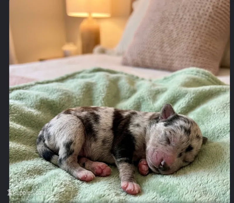 Pruitt  – Pomchi puppy for sale in Toledo, OH