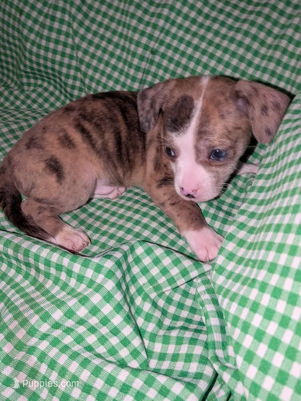 Stanley dr – Xoloitzcuintli, Chihuahua puppy for sale in Toledo, OH