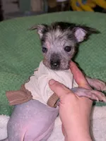 Echo, a female Chihuahua for sale in Toledo, OH – 1 of 3