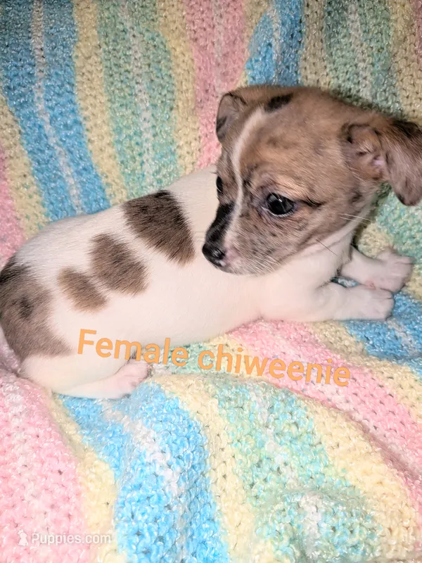 Darla – Chiweenie puppy for sale in Toledo, OH