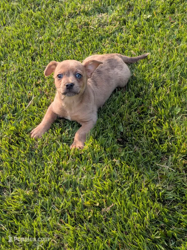  Reduced Poppy – French Bulldog, Chihuahua puppy for sale in Toledo, OH