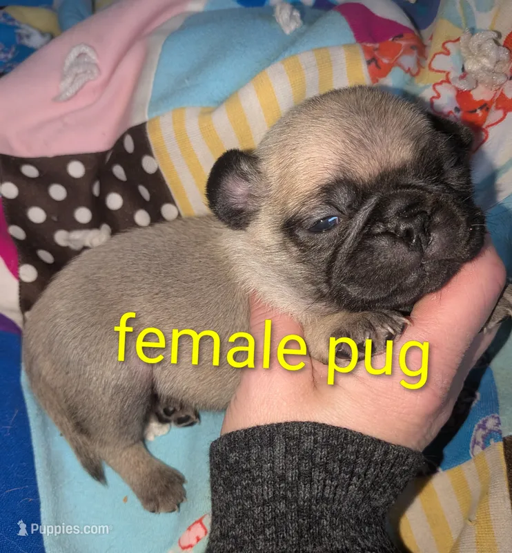 Margo 4 – Pug puppy for sale in Toledo, OH