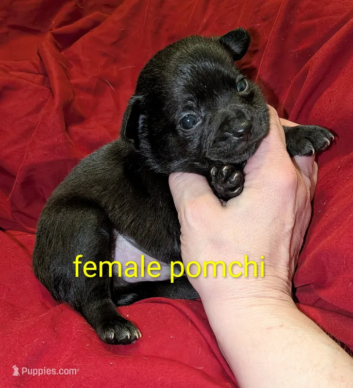 Nala – Chihuahua, Pomchi puppy for sale in Toledo, OH