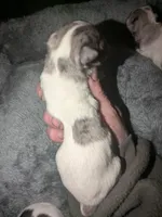 Hope, a female Miniature Dachshund for sale in Toledo, OH – Photo 2 of 2