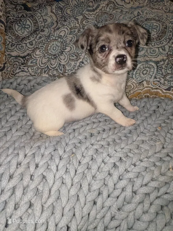 Hope – Miniature Dachshund puppy for sale in Toledo, OH