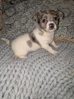 Hope, a female Miniature Dachshund for sale in Toledo, OH – 1 of 1