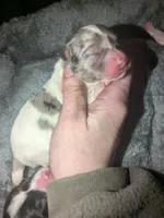 Hope, a female Miniature Dachshund for sale in Toledo, OH – Photo 1 of 2