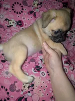 Chi chi, a female Chihuahua and Pug for sale in Toledo, OH – 2 of 3