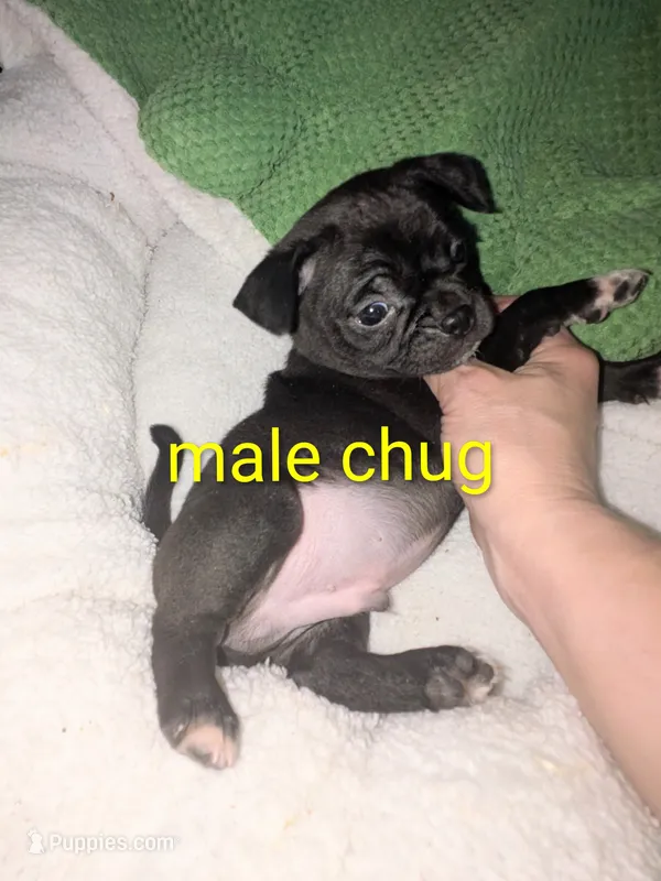 Charlie – Chihuahua, Pug puppy for sale in Toledo, OH