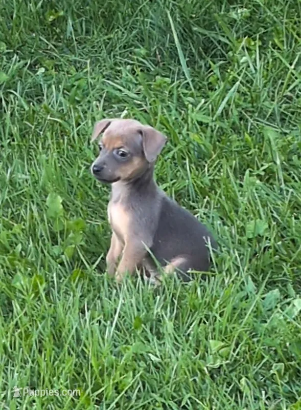 Timmy – Chiweenie puppy for sale in Toledo, OH