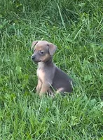 Timmy, a female Chiweenie for sale in Toledo, OH – 1 of 2
