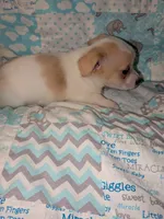 REDUCED Hercules, a male Chiweenie for sale in Toledo, OH – 2 of 6