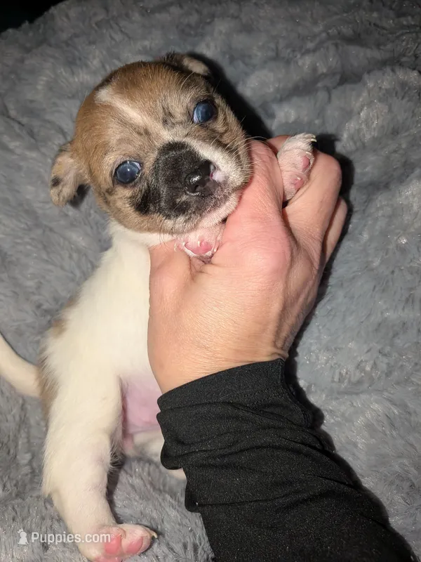 Darla – Chihuahua puppy for sale in Toledo, OH