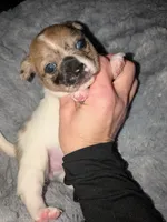 REDUCED Darla, a female Chiweenie for sale in Toledo, OH – 1 of 5