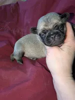 Margo 3, a female Pug for sale in Toledo, OH – 1 of 1