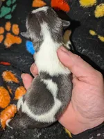 Cow, a female Chinese Crested for sale in Toledo, OH – 2 of 2