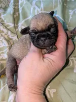 Margo 5, a male Pug for sale in Toledo, OH – 1 of 1