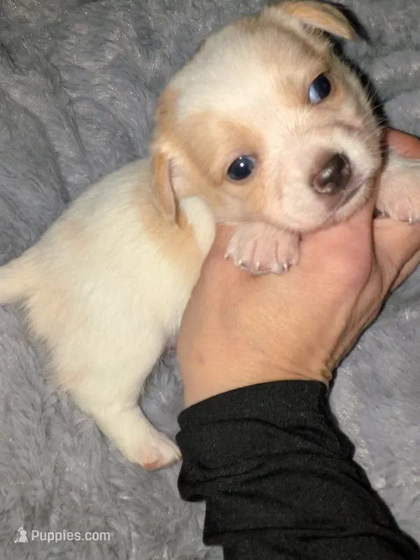Hercules – Chihuahua puppy for sale in Toledo, OH