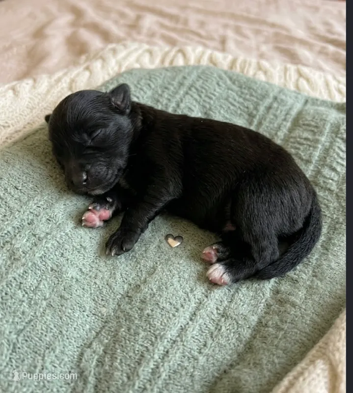 Nala – Chihuahua, Pomchi puppy for sale in Toledo, OH