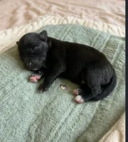 Nala, a female Chihuahua and Pomchi for sale in Toledo, OH – 1 of 2