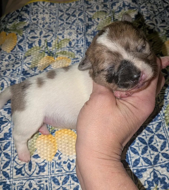 Darla – Chihuahua puppy for sale in Toledo, OH