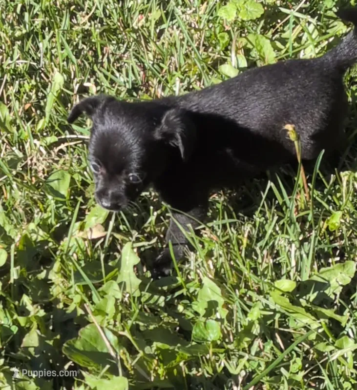 Manny – Chihuahua, Chinese Crested puppy for sale in Toledo, OH