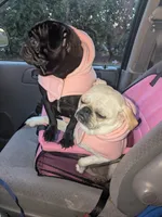 Rue, a female Pug for sale in Toledo, OH – 2 of 3