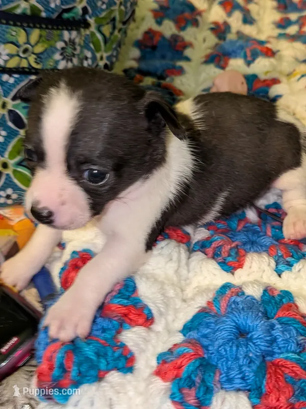 Cow – Chinese Crested puppy for sale in Toledo, OH