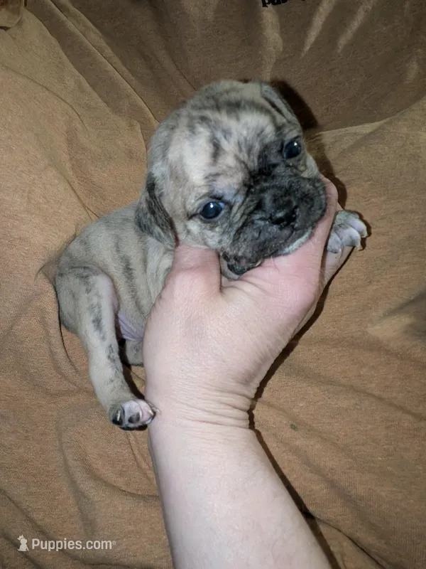 Lilly rose – Chihuahua, Pug puppy for sale in Toledo, OH