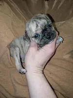Lilly rose, a female Chihuahua and Pug for sale in Toledo, OH – 1 of 2