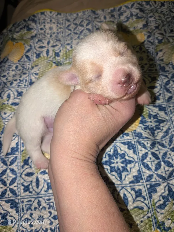Hercules – Chihuahua puppy for sale in Toledo, OH