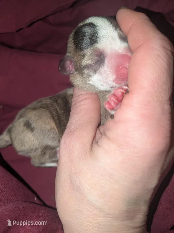 Stanley dr – Xoloitzcuintli, Chihuahua puppy for sale in Toledo, OH