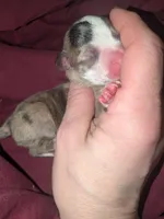 Stanley dr, a male Xoloitzcuintli and Chihuahua for sale in Toledo, OH – Photo 1 of 3