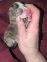 Stanley dr, a male Xoloitzcuintli and Chihuahua for sale in Toledo, OH – Photo 2 of 3