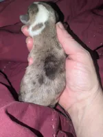 Stanley dr, a male Xoloitzcuintli and Chihuahua for sale in Toledo, OH – Photo 3 of 3