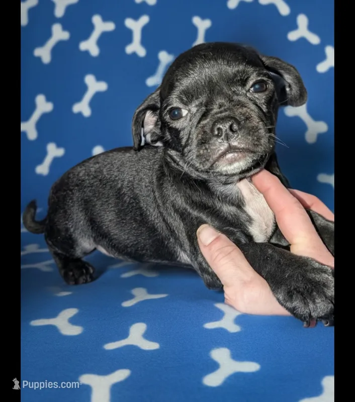  REDUCED Chalie – Chug puppy for sale in Toledo, OH