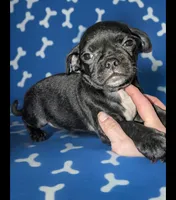  REDUCED Chalie, a male Chug for sale in Toledo, OH – 1 of 2