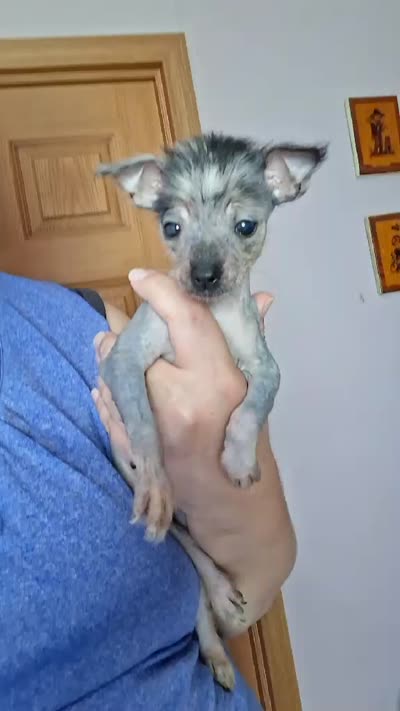 Echo, a female Chihuahua for sale in Toledo, OH – 3 of 3