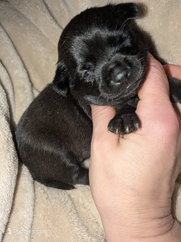 Nala – Chihuahua, Pomchi puppy for sale in Toledo, OH