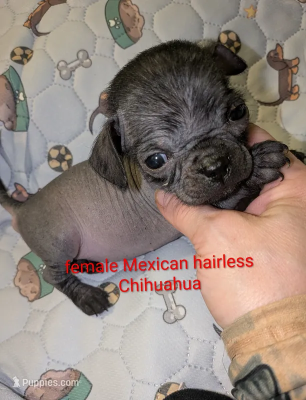 Cricket – Xoloitzcuintli puppy for sale in Toledo, OH
