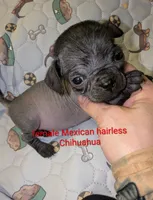 Cricket, a female Xoloitzcuintli for sale in Toledo, OH – 1 of 7