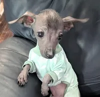 Huey, a male Chinese Crested for sale in Toledo, OH – 2 of 2