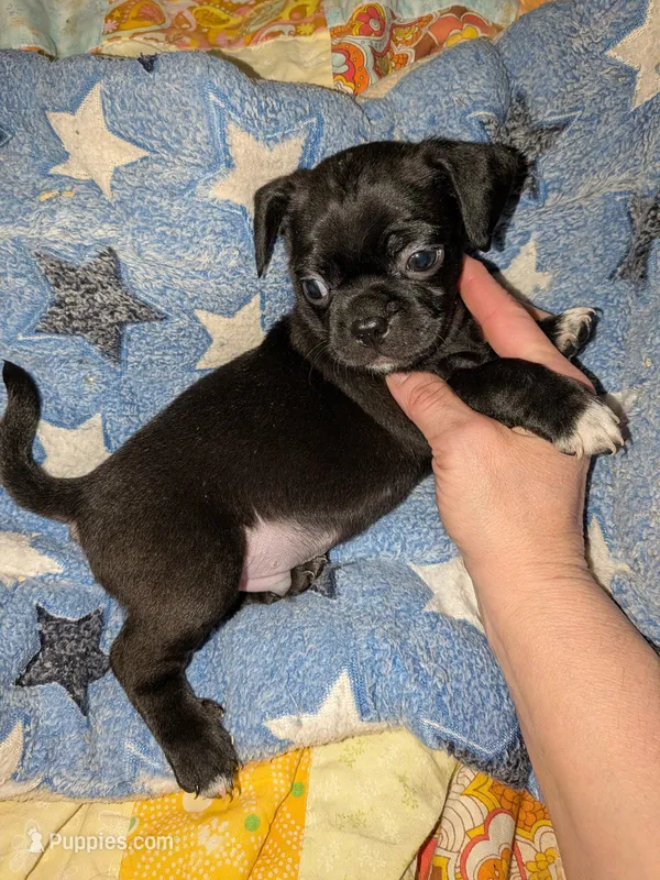 Marty y – Chihuahua, Pug puppy for sale in Toledo, OH