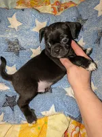 Marty y, a male Chihuahua and Pug for sale in Toledo, OH – 1 of 1