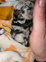 Pruitt , a female Pomchi for sale in Toledo, OH – 2 of 7